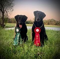 Vader earned his AFC title by placing second in the Sooner Retriever Club Open stake in Minco OK on May 1st